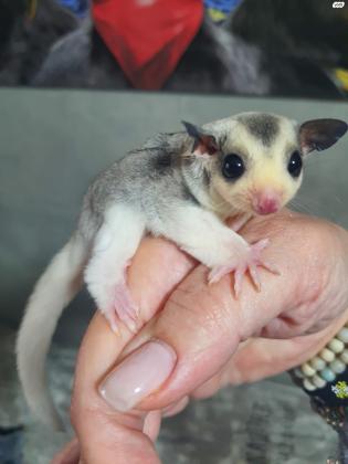 למכירה שוגר גליידר מרהיבים ביופים,