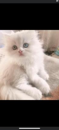 חתול שיראזי עם שיער ארוך