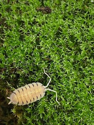 מגוון איזופודים (טחביות / אורי