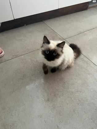 חתול סיאמי למכירה הגיל שלה חודשים 4