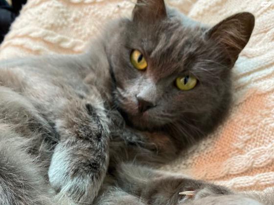 חתול רוסי כחול שקט , ביישן, פעלתן ועדין