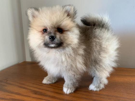 דובי מושלם! למכירה גור פומרניין