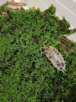 מגוון איזופודים (טחביות / אורי