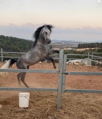 למכירה סוס ערבי עם תעודות