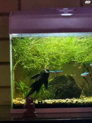 למכירה פלקוסטומוס (דג מנקה), גודל