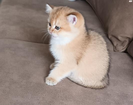 2 זכרים סקוטי סטרייט גולדן