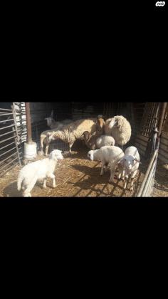 למכירה כבשים אמהות +טלאים צעירים
