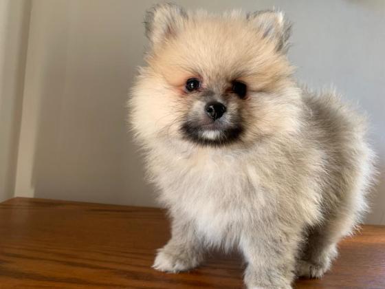 דובי מושלם! למכירה גור פומרניין