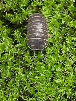 מגוון איזופודים (טחביות / אורי