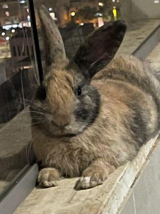 ארנב סלעים יפייפה וחכם עם המון פרווה