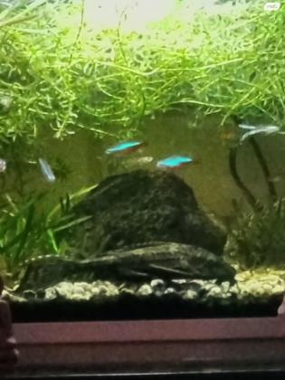 למכירה פלקוסטומוס (דג מנקה), גודל