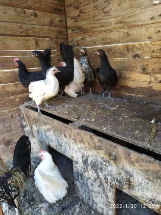 למכירה תרנגולות שאבו (ננסיות) גזעיות