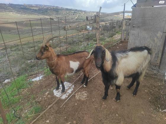 תיש ועז אלפינים נמכרים כזוג