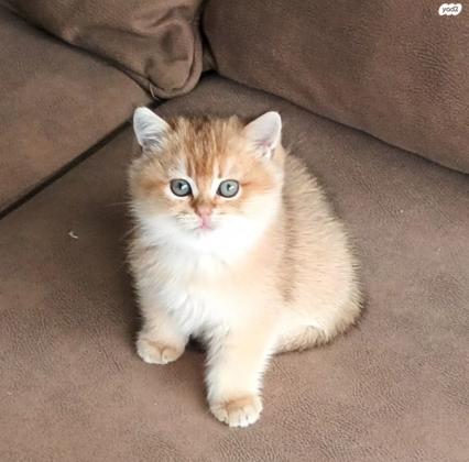 2 זכרים סקוטי סטרייט גולדן