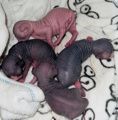 גורי ספינקס קנדי בני חודשיים