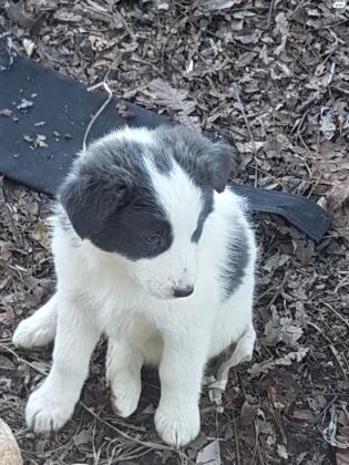 גורים למסירה! מתוקים, יפים, אוהבים