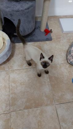 חתול סיאמי בן 3 חודשים