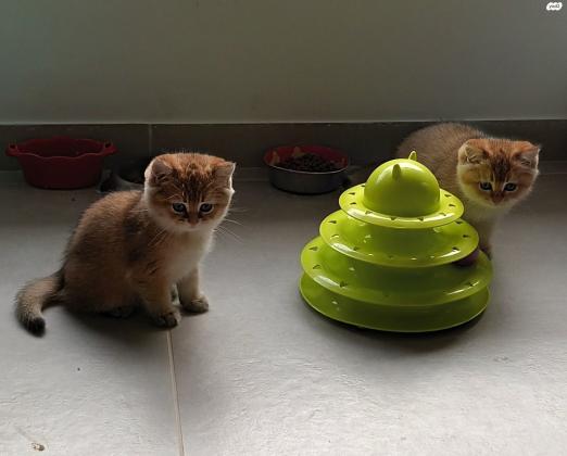 2 זכרים סקוטי סטרייט גולדן