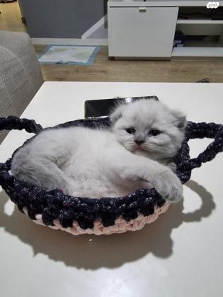 למכירה 3 גורים סקוטיש פולד,זכר