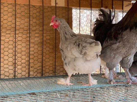 למכירה תרנגולות ואפרוחי מארנס בני