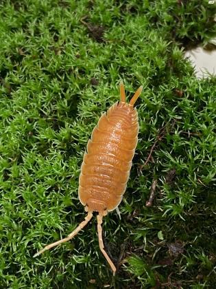 מגוון איזופודים (טחביות / אורי