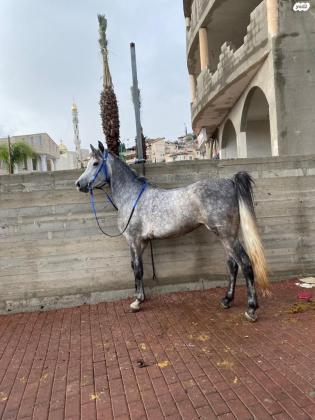 למכירה סוס ערבי עם תעודות