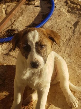 גורים למסירה! מתוקים, יפים, אוהבים