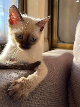 חתול סיאמי בן 3 חודשים