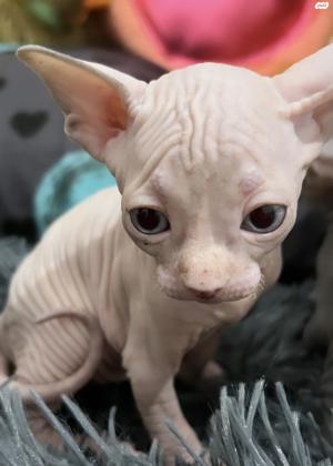 גורי ספינקס קנדי בני חודשיים