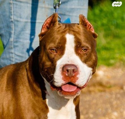 ל להלה מגיע הכי טוב