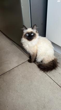 חתול סיאמי למכירה הגיל שלה חודשים 4