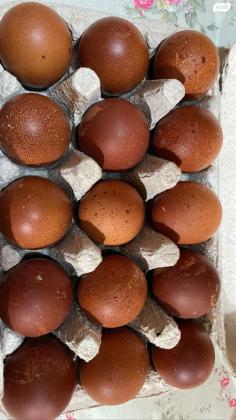 למכירה תרנגולות ואפרוחי מארנס בני