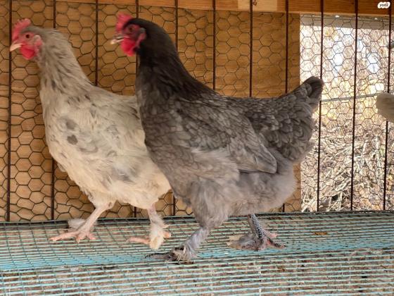 למכירה תרנגולות ואפרוחי מארנס בני