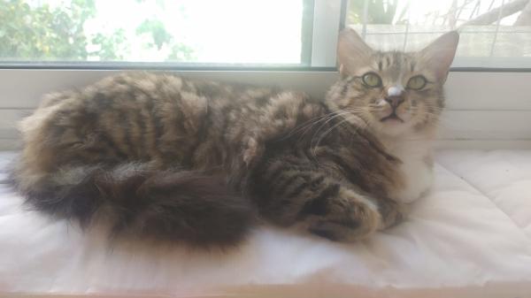 גוש פרווה לאימוץ :) הכירו