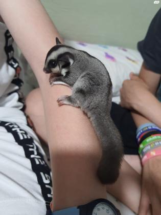 למכירה שוגר גליידר מרהיבים ביופים,