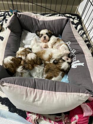 גורי שיצו טריקולור פשוט מושלמים