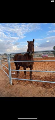 למכירה סוס קווטר זכר מסורס בן 7
