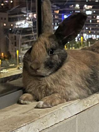 ארנב סלעים יפייפה וחכם עם המון פרווה