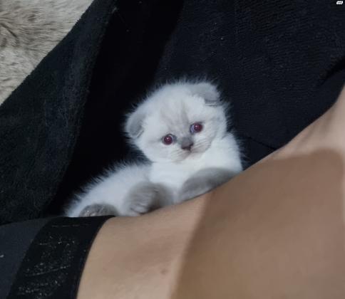 למכירה 3 גורים סקוטיש פולד,זכר