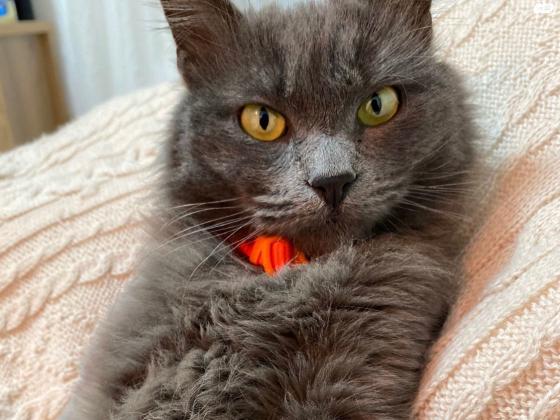 חתול רוסי כחול שקט , ביישן, פעלתן ועדין