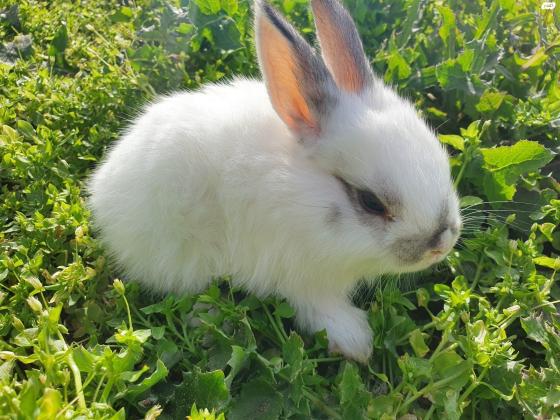 ארנבים מהממים ויפים , אבא ראש אריה