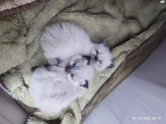 הימלאיה חתול מיוחד במחיר מיוחדגיל: