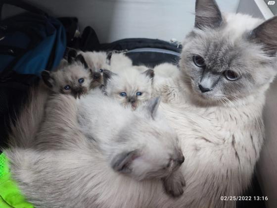 הימלאיה חתול מיוחד במחיר מיוחדגיל: