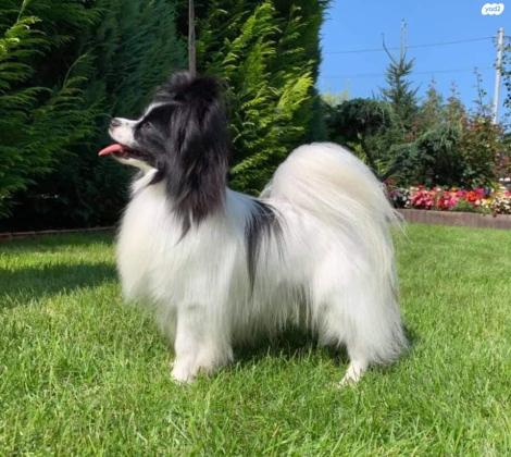 למכירה גור פפיון מדהים ברמה