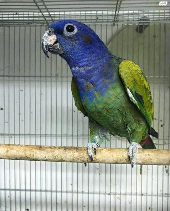 פיונוס ראש כחול זוג מתרבה מושלם