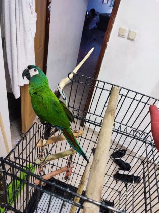 ארה ננסית אכלת יד מאוד