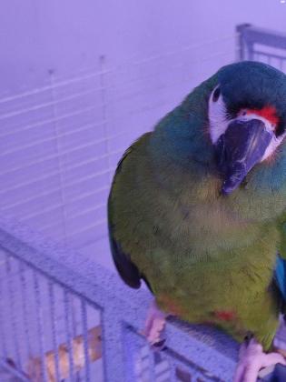 ארה ננסית אכלת יד מאוד