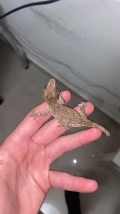 למכירה, ארבעה פרטים של שממיות