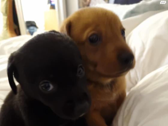 למסירה גורי לברדור מעורבים עם