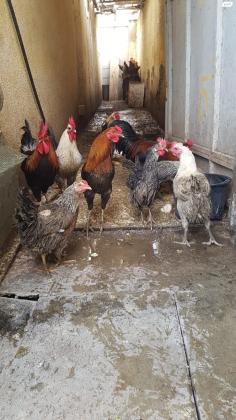 תרנגולות בלאדי, 50 שח לתרנגול